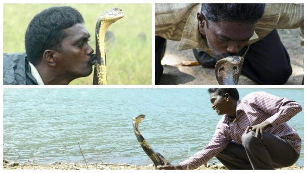 Momentul în care un bărbat este muşcat de o cobra regală. Martorii au filmat scenele